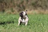 BOULEDOGUE FRANCAIS 577